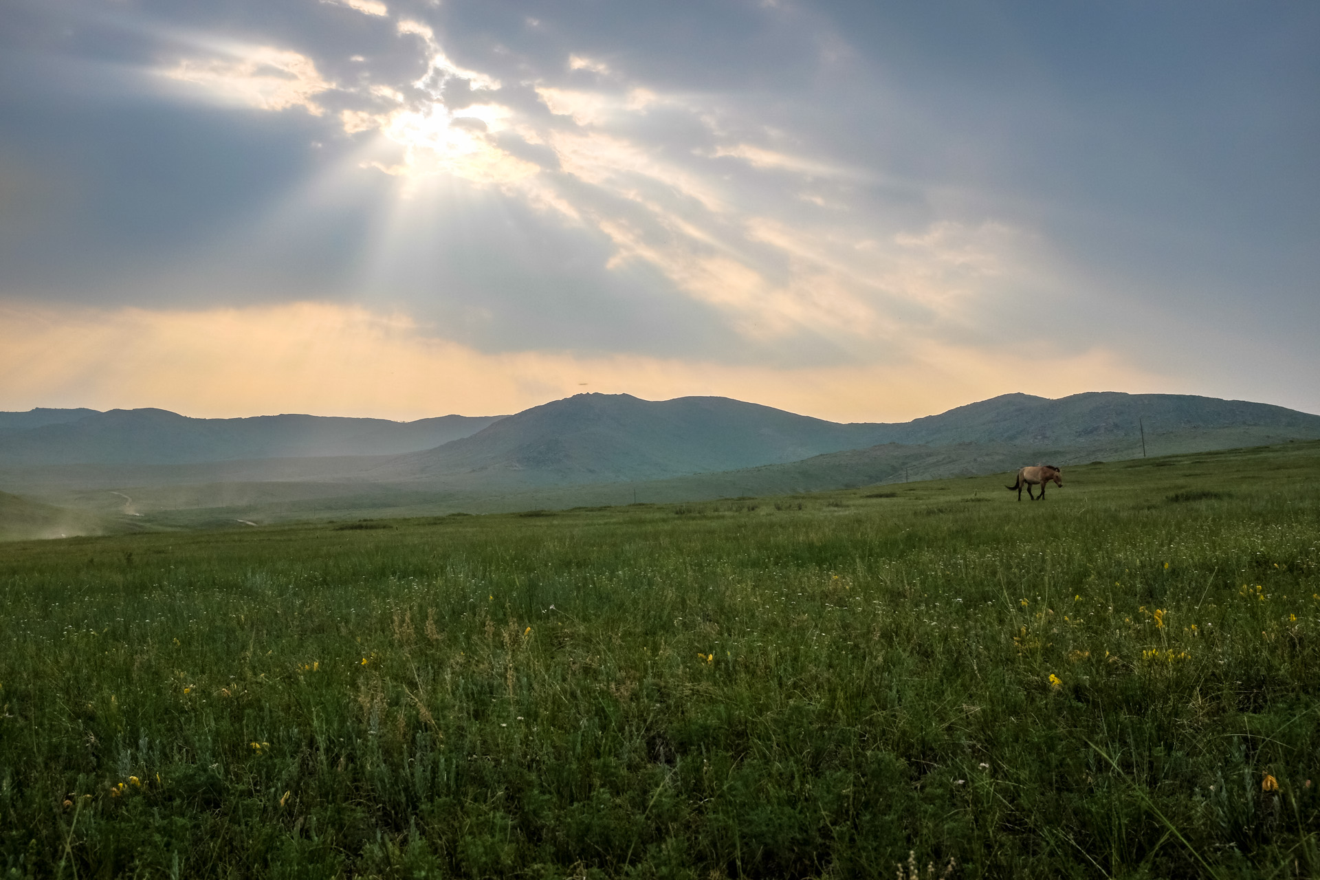 Przewalskis Horse – Hustai National Park, Mongolia – wilgatree.com